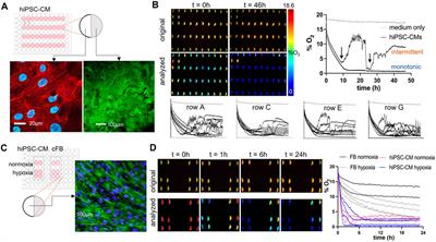 High-throughput optical sensing of peri-cellular oxygen in cardiac cells: system characterization, calibration, and testing